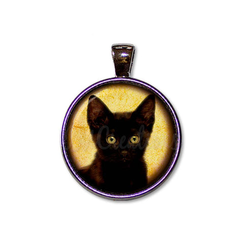 Adorable Black Cat