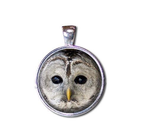 Barred Owl