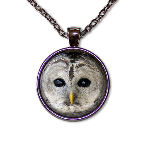 Barred Owl
