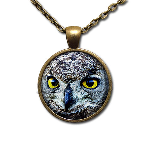 Looking Owl