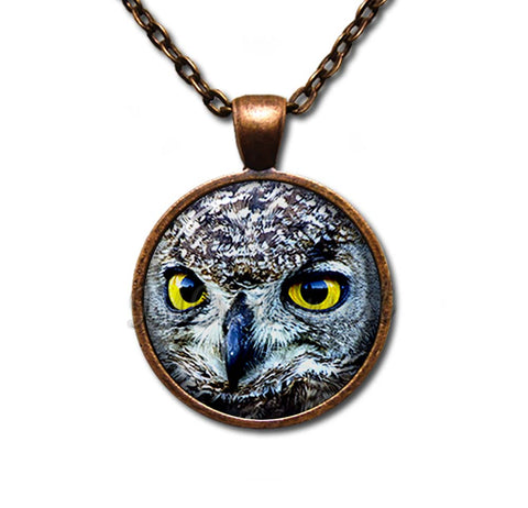 Looking Owl
