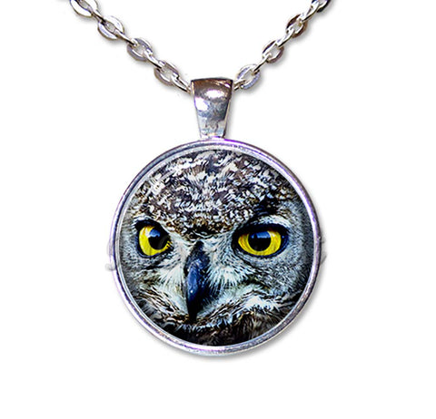 Looking Owl