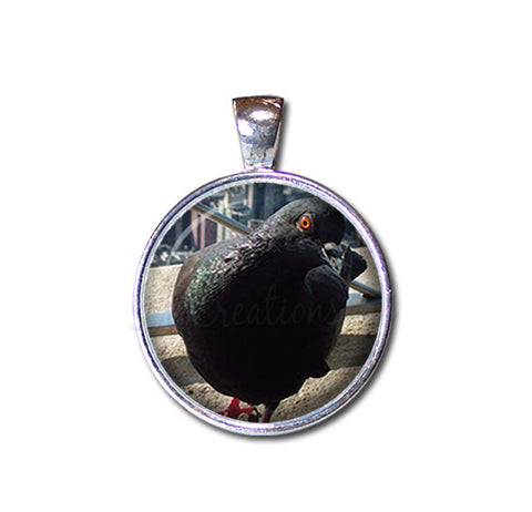 NYC Pigeon
