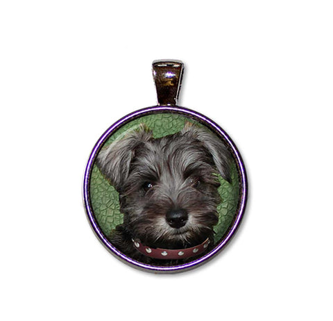 Schnauzer