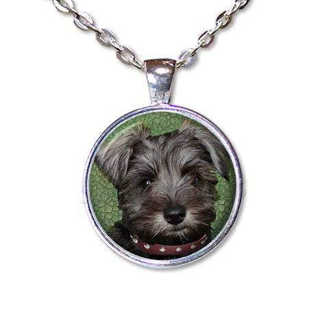 Schnauzer