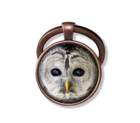 Barred Owl