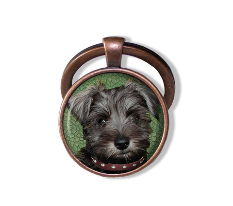 Schnauzer