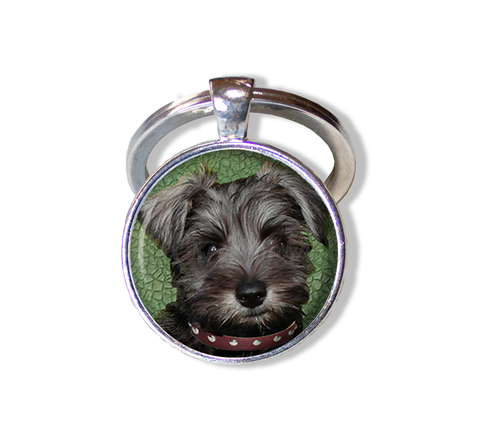 Schnauzer