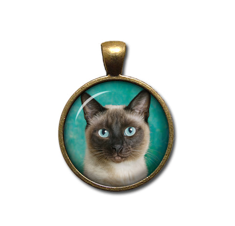A Looker Siamese Cat