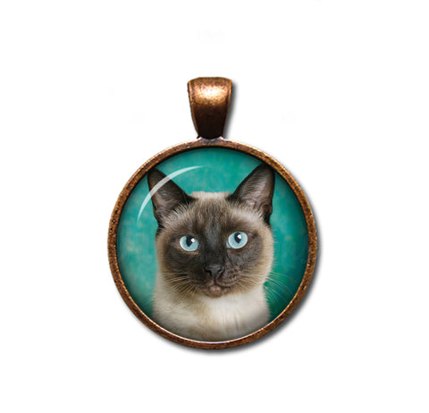 A Looker Siamese Cat