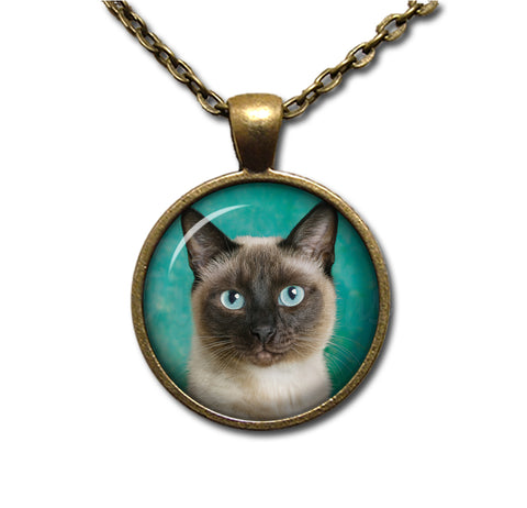 A Looker Siamese Cat