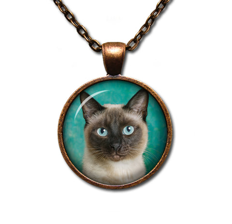 A Looker Siamese Cat