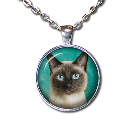 A Looker Siamese Cat