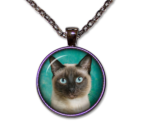 A Looker Siamese Cat