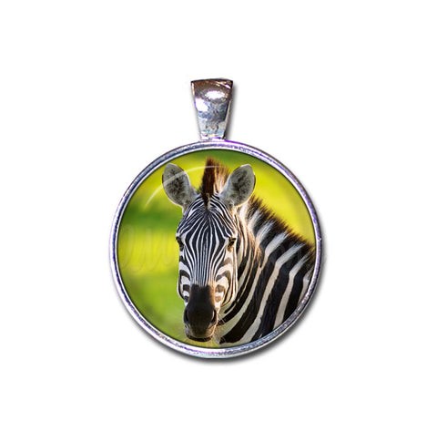 Beautiful Zebra
