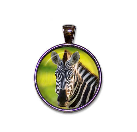 Beautiful Zebra