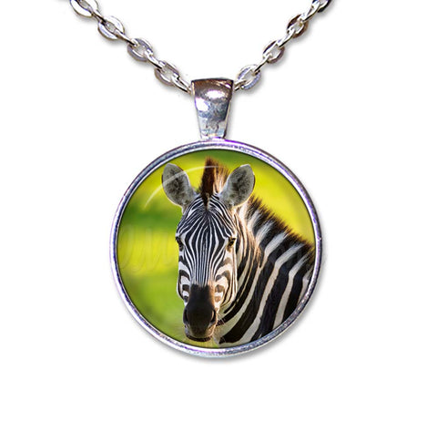 Beautiful Zebra