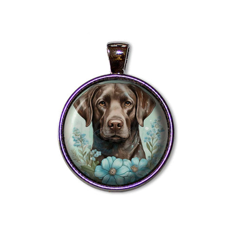 Cute Chocolate Labrador