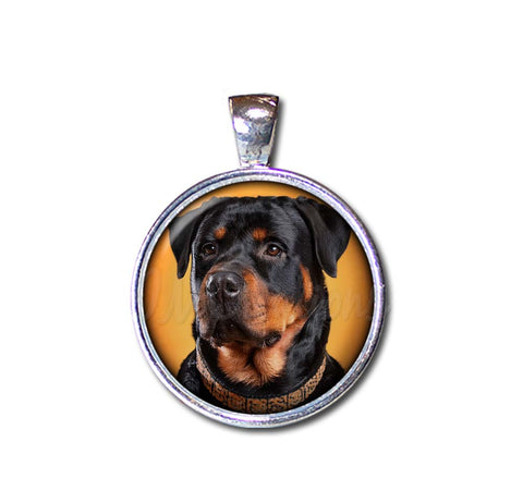 Confident Rottweiler Dog Lovers