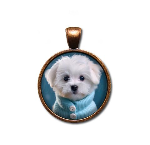 Adorable Maltese Puppy