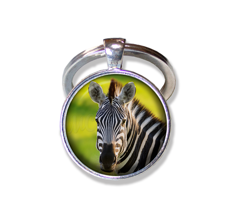 Beautiful Zebra