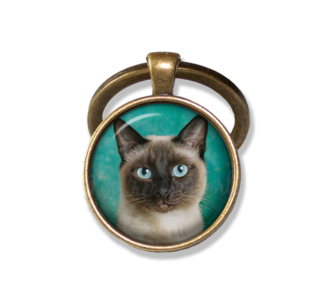 A Looker Siamese Cat
