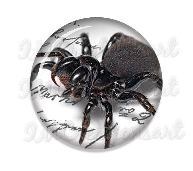 Creepy Crawler Spider