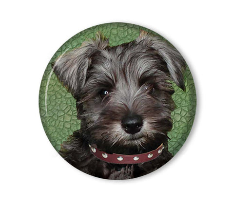 Schnauzer Doggie