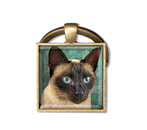 Siamese Cat