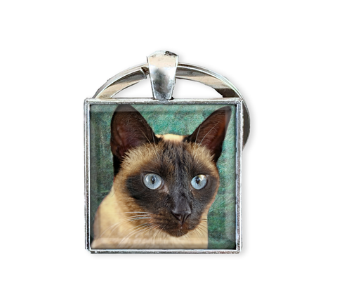 Siamese Cat