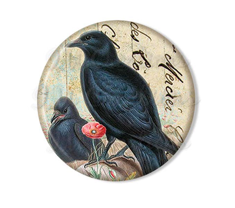 Pretty Black Raven