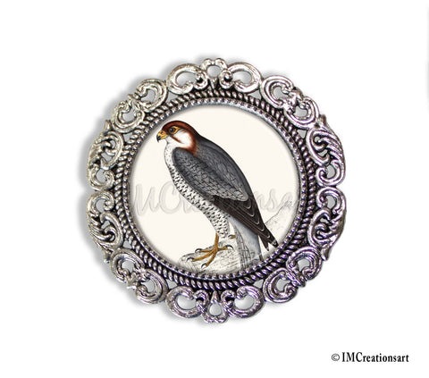 Victorian Falcon Bird Lovers